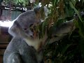 Koala eating 2.avi