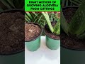 grow aloe vera from leaf ? #shorts  #aloevera  #growaloevera