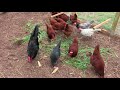 How to use fresh chicken manure in your garden and chicken update
