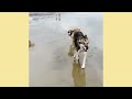 Taking rescue dogs to the beach is my favorite thing in the world, here's why | Lee Asher