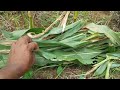 Cara Dan waktu Yang Tepat Perempelan Daun Jagung,Dan Manfaat Pemangkasan Daun Pada Tanaman Jagung