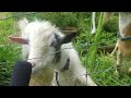 We Let 3 Goats in our Overgrown Garden!
