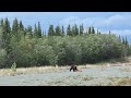 #Shorts #Grizzly Cub plays with airstrip cone