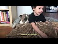 Pittie Got Sad Her Brother Is Leaving for Preschool Then She Met a Kitten | The Dodo Odd Couples