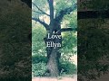 The Hugging Trees  by Ellyn