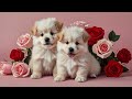 NEW CUTE DOGS VIDE 🐶 #puppy #cutedogs #cute #youtubeshorts #pets #doglover #lovedog #funny