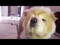 THIS CHOW CHOW IS CRAZY ABOUT HIS EGGS 😜😜😜