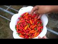 Good tip for growing chili peppers at home in plastic bottles for high yield and lots of fruit