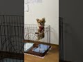 OMG So Cute❤️ Funny Cats and Dogs🤣 面白い犬ー猫😆かわいい犬ー猫🥰P.9