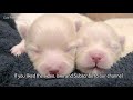 Our First Week Together! Newborn Pomeranian Puppies 🐶 One Week old Puppies | Cute Pom Dogs Vlog