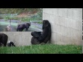 Gorillas @Burgers' Zoo 30 September 2014 part 58