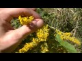 36 Wild Edibles & Medicinal Plants In 15 Minutes