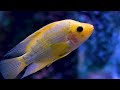 Aquarium 4K VIDEO (ULTRA HD) 🐠 Beautiful Coral Reef Fish - Relaxing Sleep Meditation Music #40