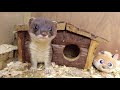 Helping Orphaned Stoat Kits Get A Wild Upbringing | Rescued & Returned to the Wild | Robert E Fuller