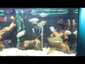 Feeding : 55 gallon fish tank(blood worms)