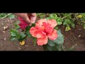 ದಾಸವಾಳ ಕಸಿ | How to do Hibiscus grafting | Multiple colour hibiscuses in one plant.