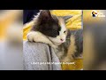 Rescue Cat Carries Her Favorite Blanket All Around The Apartment | The Dodo