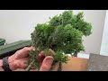 Explained: How to make bonsai cuttings