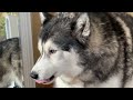 A Day in The Life Of A Talking Husky!