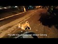 MOBIL KENZEE DIHADANG GERUNG || ANJING VS ANJING