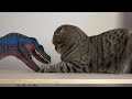 My cat's  Escape Maze challenge- fun video with talking animals