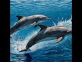 Dolphin RUBIN