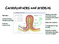 EASY TO UNDERSTAND |ABSORPTION | THE VILLI