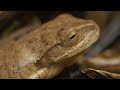 Whispers of Life: Exploring the Heartbeat of the Atlantic Forest | Full Documentary