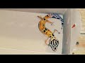 DIY BioActive Vivarium 》Leopard Geckos