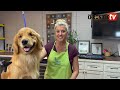 Dog Show Grooming: Basic Trimming of Golden Retriever Ears