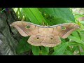 Names Insects - Learn About Insects Through Pictures And Videos / Adorable Kids TV
