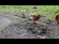 Chickens Getting Brave
