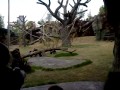 Chimpanzee Enrichment