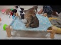 Hilarious Cats and Dogs😹🐶Funniest Animals 2024😸