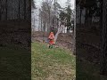 140-year-old pine tree is felled right next to the house