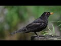 Common Blackbird Call, Bird Song, Bird Sound  Bird Nature Call Calling Chirps, Birds Vocalization