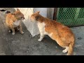 Cat fight extreme sound 😱