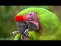 Tropical Forest Birds | Life Of Birds In Rainforest | Scenic Cinema With Birds & Jungle Sounds