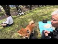 A DAY LIFE WITH SHIBA DOG SAKURA IN JAPAN