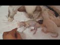 Cat Giving Birth to 5 Kittens | Siamese Lynx Point Kittens