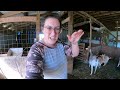 MORE Blue Cactus-Sired Babies!! (a bit of a struggle) | Goat Birth/Herd Update VLOG