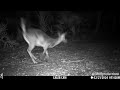 Florida Bobcat Attacks Deer- Trail Cam Video
