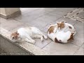 Outdoor Cat Had to Choose Between a Friend and a Home !! [Mini Movie]
