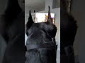 Drogo gets excited watching tv