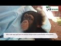 BEHIND THE SCENES - The rescue of baby chimpanzee BK in Sierra Leone