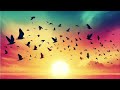Nature's Melody: 8 hour Relaxing Bird Sounds for Serenity and Tranquility