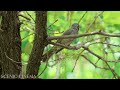 Wild Wings: Jungle Birds - Rainforest Edition 4K | Scenic Cinema With Nature & Bird Sounds