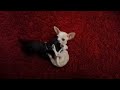 3 month old Chihuahuas playing