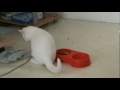 Oliver The Kitten Eatting Shimp