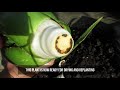 How To Determine Aloe Vera Root Rot